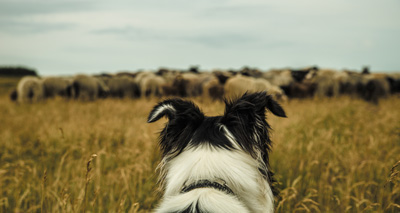 Sheepdog travels 240 miles to get home