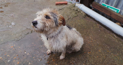 ‘Superdog’ accidentally swims through Thames Barrier