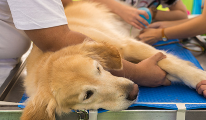 Can vitamin D improve dog health?