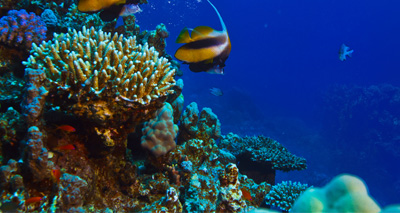 Smell of dying coral affects fish senses