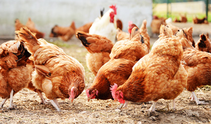 Poultry sector cuts antibiotics by 44 per cent