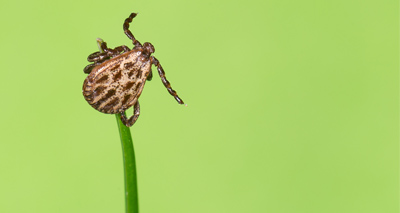 VMD issues advice on babesiosis treatment