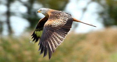 Shocking rise in red kite persecution