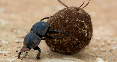 ‘Celestial snapshot’ helps dung beetles navigate