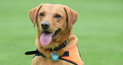 Labrador receives award for courageous rescue