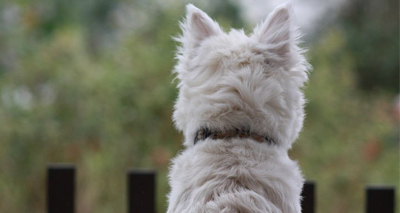 Three dogs die after drinking from fishing lake
