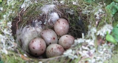 Flexible nesting may help birds cope with climate change