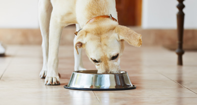 Genetic factors could explain Labrador obesity