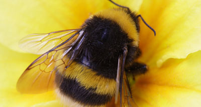 Tiny ‘dancing’ hairs alert bees to floral electric fields