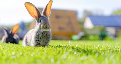 Enrichment cuts rabbits’ stress levels by half, study finds