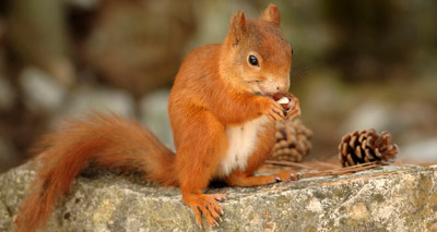 Project to examine leprosy in red squirrels