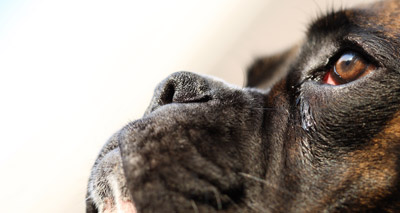 Dog study reveals information about human brain tumours