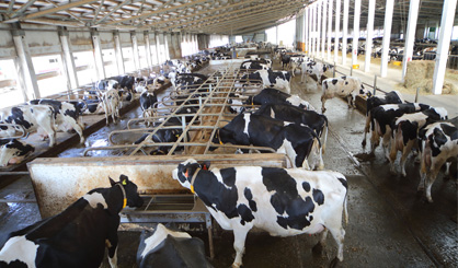 Livestock contributes to 4.2 per cent of emissions