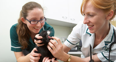 Celebrating the work of veterinary nurses