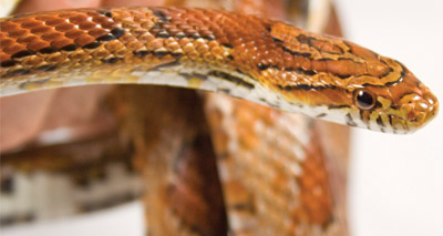 Exotics centre inundated with reptiles