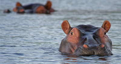 Zambia to cull thousands of hippos