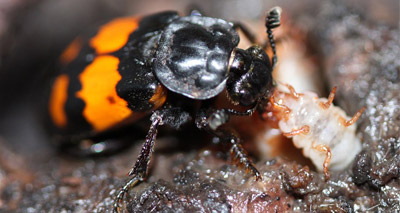 Beetles with fighting experience make better mothers