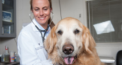 Companion animal trials to help human patients
