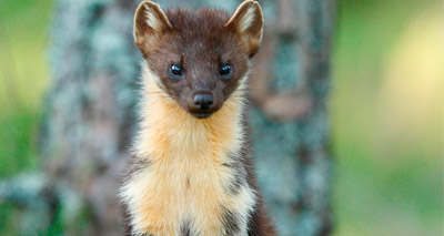 Pine marten kits born in Wales