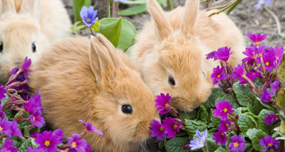 Sharp rise in rabbits looking for new homes