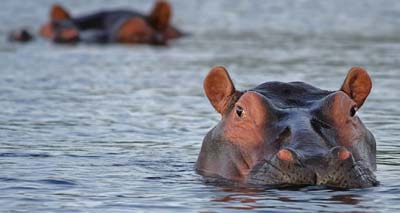 Zambian hippo cull suspended