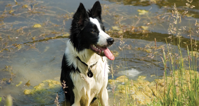 Similarities in dog and human intelligence