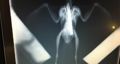 Young jackdaw swallows tweezers