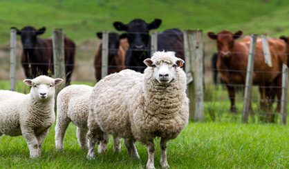 Three cases of rare cattle fever confirmed
