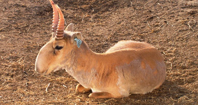 ‘Sign of hope’ for saiga antelope