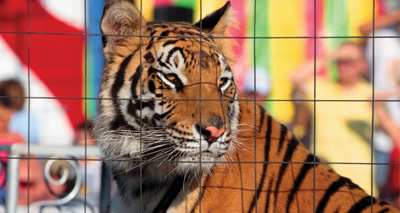 Scotland plans to ban wild animals in circuses