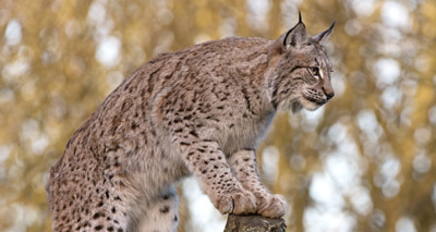 Stakeholders meet to discuss lynx project