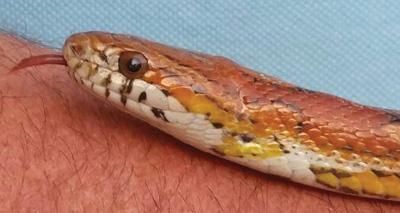Escaped snake reunited with owner after 18 months