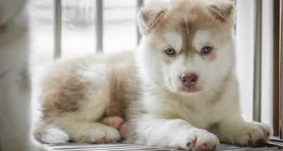 Puppy buying report launched at Westminster