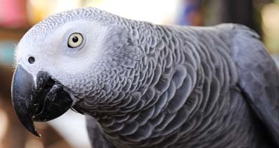 Parrot and songbird brains 'contain more neurons than primates'