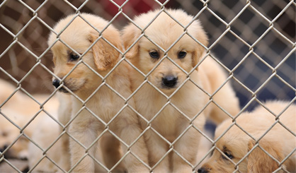 Annual dog meat festival begins in China