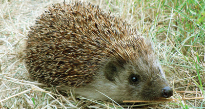 Garden sightings of hedgehogs in decline