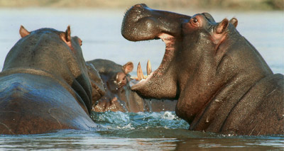 Zambia’s hippo cull back on again