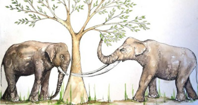 Tooth wear study reveals feeding habits of ancient elephants