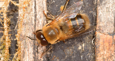 Male honey bees vulnerable to neonicotinoids, study finds