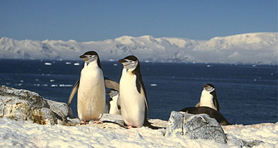 Penguins at risk from erupting volcano