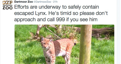 Escaped Lynx found in farmland