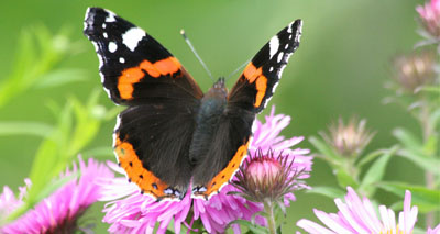 Weather leaves outlook ‘gloomy’ for UK butterfly population