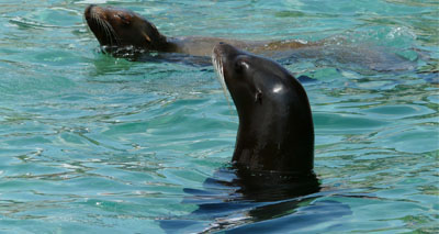 Sea lions may hold clues to human cancer