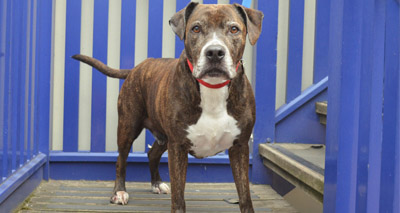 Calls to end BSL after new report