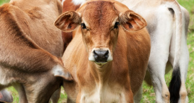 Farmers urged to vaccinate against bluetongue
