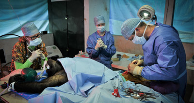 British vets save endangered chimpanzee in Africa