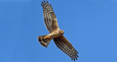 RSPB withdraws from hen harrier project