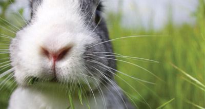 Practices encouraged to speak to rabbit owners about RHDV2