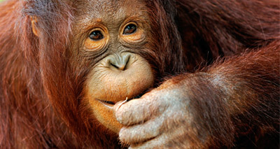 Early human speech linked to orangutans