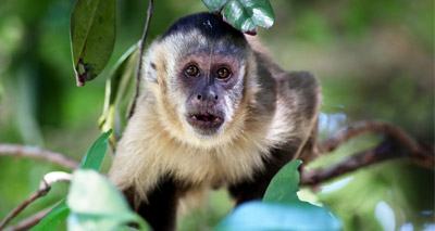 Archeologists unearth 700-year-old monkey tools